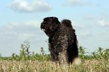BOUVIER DES FLANDRES 214